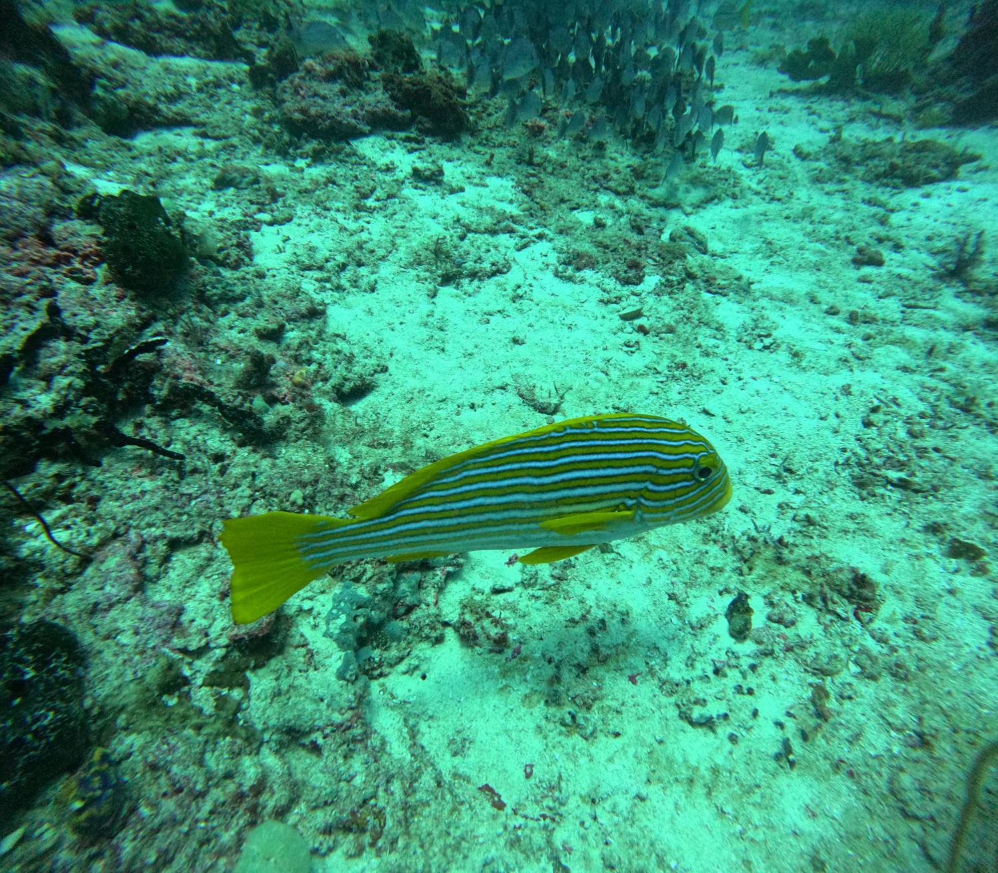 Amoryg Resort And Dive Raja Ampat Pulau Mansuar Esterno foto