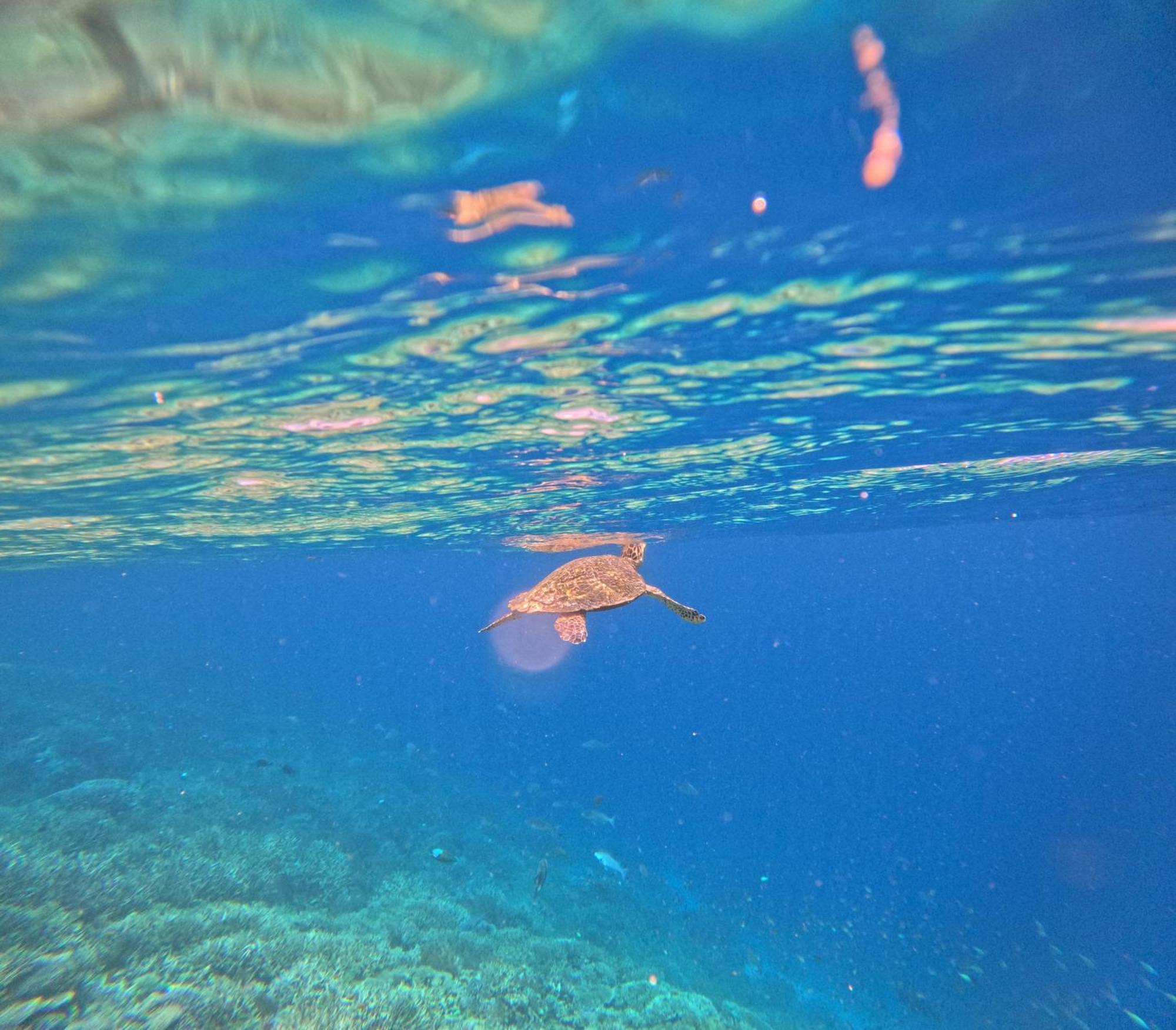 Amoryg Resort And Dive Raja Ampat Pulau Mansuar Esterno foto
