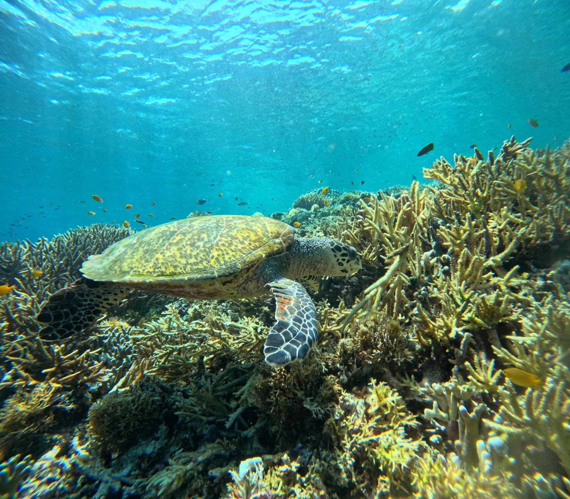Amoryg Resort And Dive Raja Ampat Pulau Mansuar Esterno foto