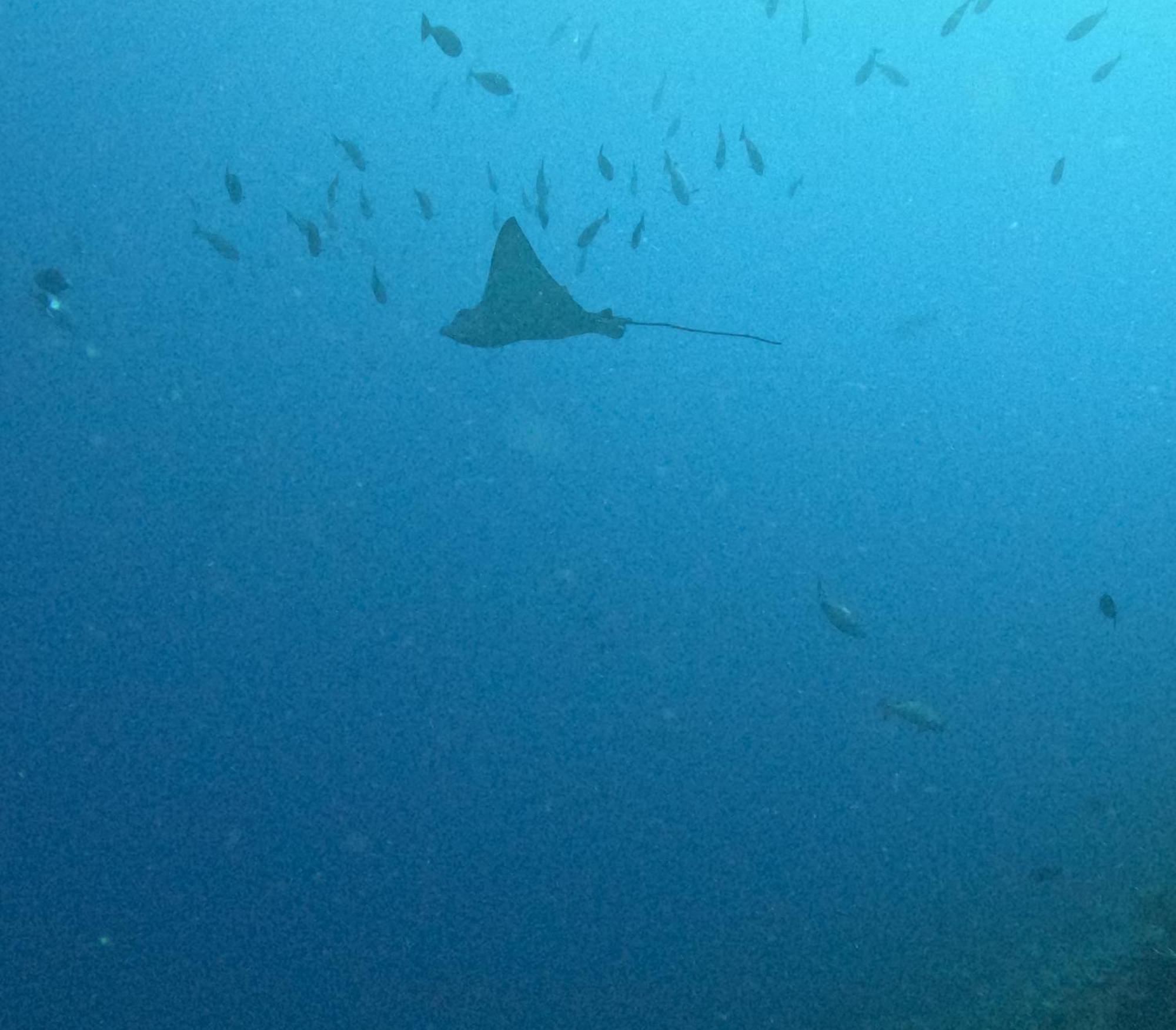 Amoryg Resort And Dive Raja Ampat Pulau Mansuar Esterno foto