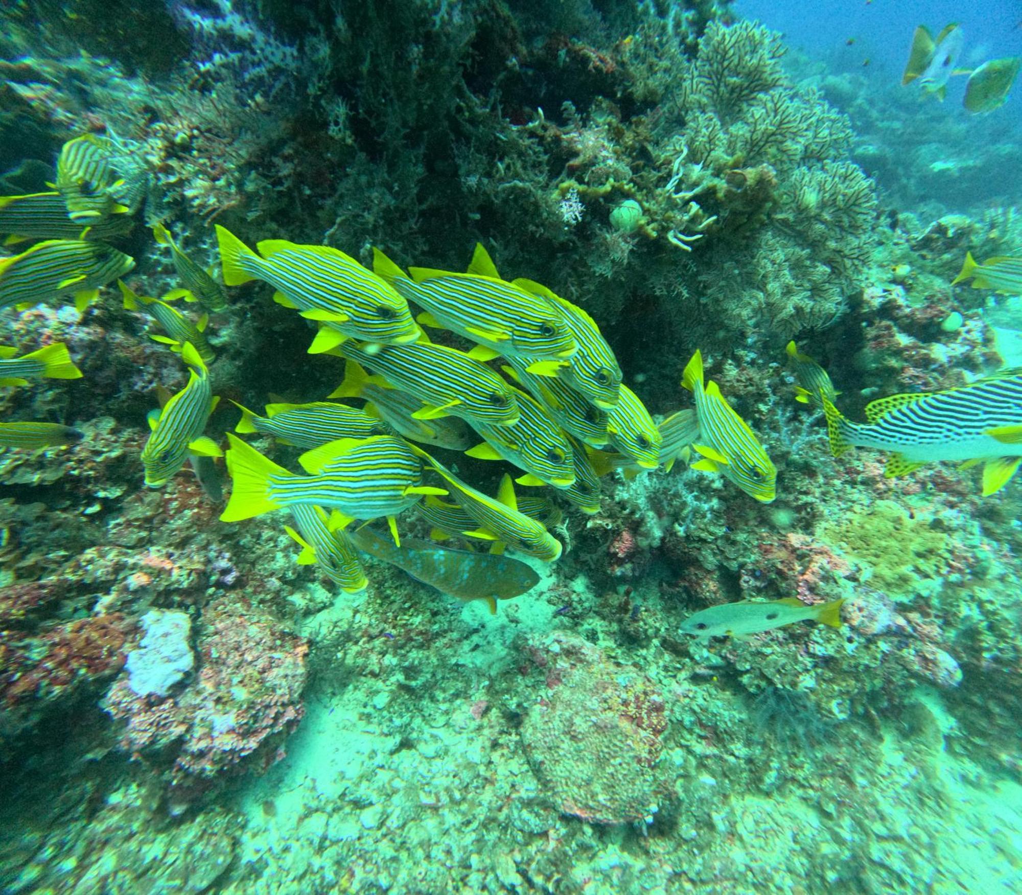 Amoryg Resort And Dive Raja Ampat Pulau Mansuar Esterno foto