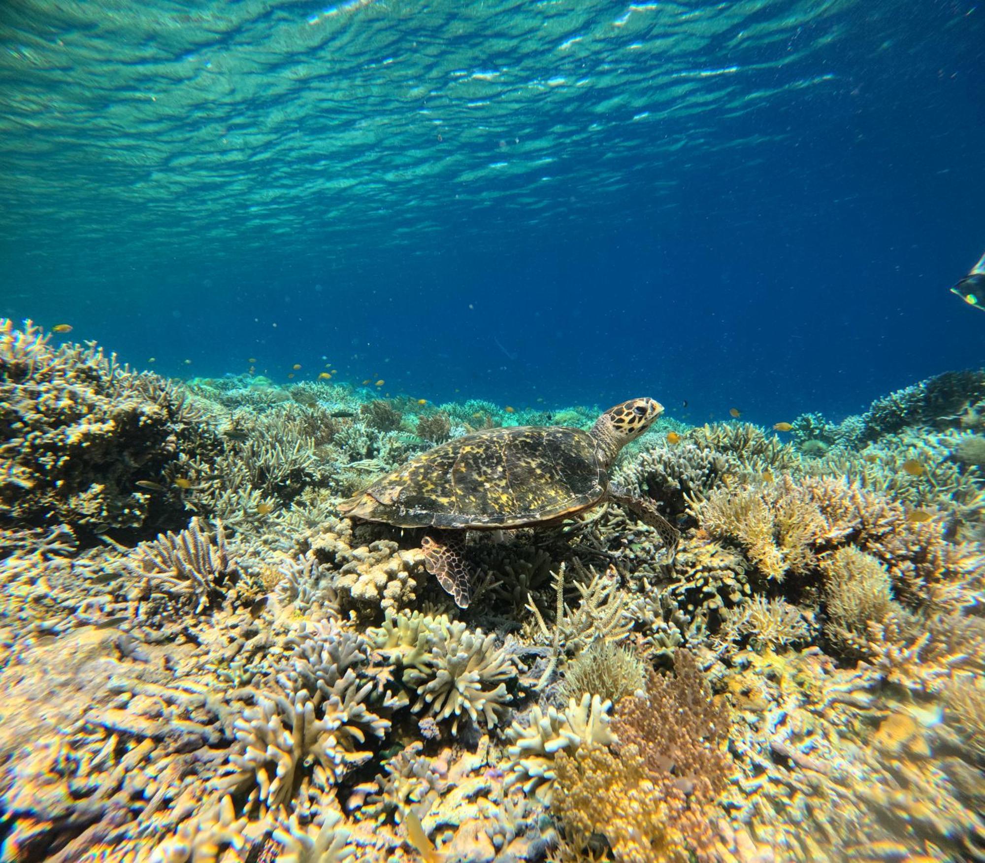 Amoryg Resort And Dive Raja Ampat Pulau Mansuar Esterno foto